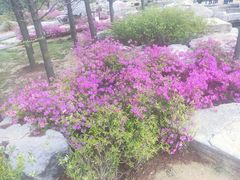 -羊亭河湿地公园