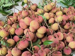 -香山鸡嘴荔枝