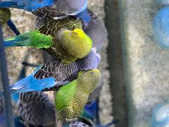 -青石桥花鸟鱼虫市场(叠翠城店)