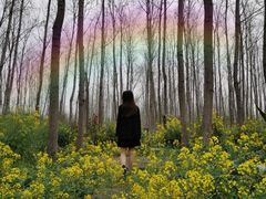 -合肥滨湖国家森林公园