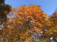 -大兴滨河森林公园