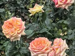 -人民公园(罗湖区)