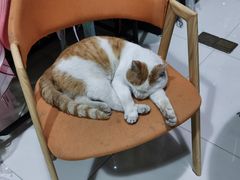 -上海潜殿潜水中心