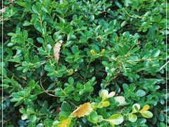 -北京大学燕东园