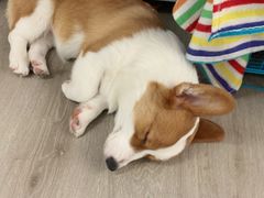-浣熊柯尔鸭土拨鼠·电玩咖