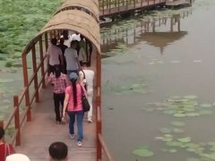 -白洋淀景区