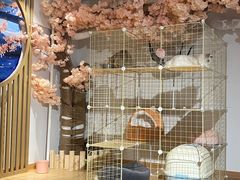 -南京Hallo宠物乐园·哈罗犬舍·柴犬繁育基地