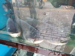 -全乐鱼馆·淳牌有机鱼直营店