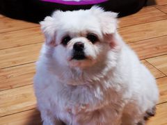 -暖阳宠物医院·犬猫康复中心·骨科