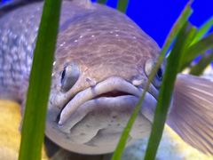 -上海海洋水族馆