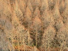 -黄海国家森林公园