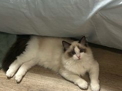 -联合动物医院(光谷诊疗中心)