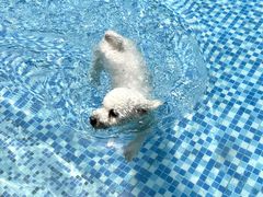 -汪说喵讲宠物乐园宠物酒店(红星美凯龙店)