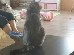 -猫的茶·猫咖