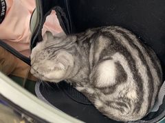 -北京观赏动物医院·24小时大型综合·猫专科·异宠专科