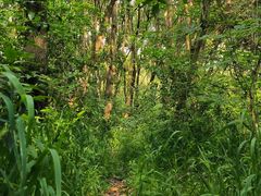 -昆山城市生态森林公园