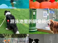 -宠爱多约克夏马尔济斯泰迪小型犬专卖