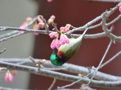 -金鸡山公园