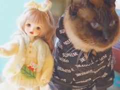 -飞行喵MR PILOT|猫舍·猫咖(静安大融城店)