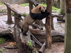 -都江堰中华大熊猫苑