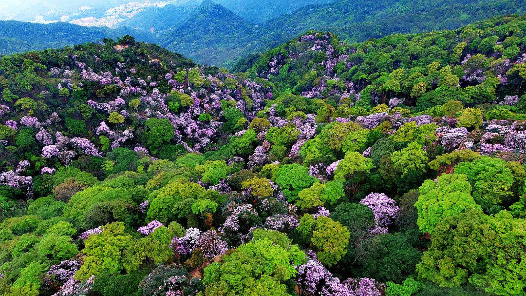 梧桐山花海