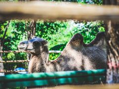 -青藏高原野生动物园