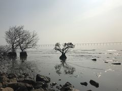 -宝安西湾红树林湿地公园