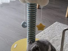 -momokira米努特·德文卷毛猫·棉花面纱犬