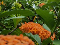-中国科学院西双版纳热带植物园