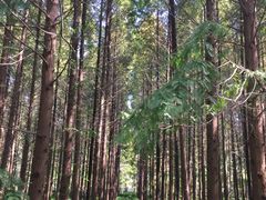 -黄海国家森林公园