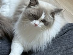 -FAELING PETS美天灵宠物(富力广场店)