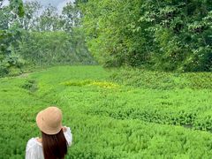 -桤木河湿地公园