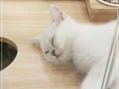 -袖虎·猫馆(体育西路店)