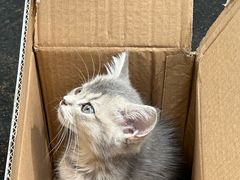 -中农国际动物医院24小时·猫科·骨科·急重症中心