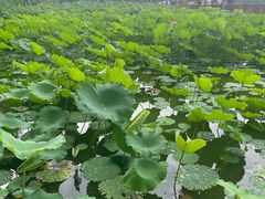 -莲花池公园