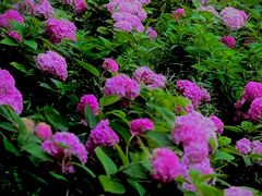 -万柳高尔夫俱乐部