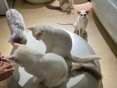 -more than meow吴止猫主题餐厅(承德 中船汇店)