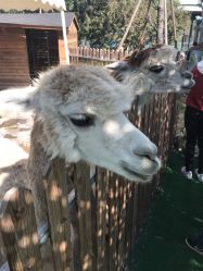 -萌宠亲子动物乐园(槐房万达店)