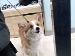 -宠福鑫康馨动物医院·骨科·眼科