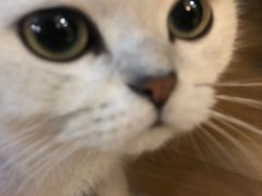 -猫尾侦探俱乐部·剧本杀·狼人杀