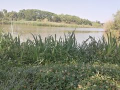 -白鹭湾湿地公园