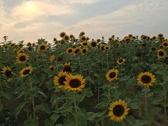 -瑶湖郊野森林公园