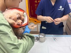 -爱侣·安琦尔宠物医院·中兽医针灸·心内科·狂犬免疫点(宝山区院)
