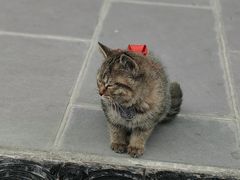 -古大圣慈寺