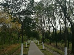 -昆山城市生态森林公园
