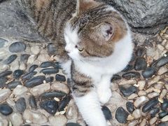 -喵屿·大理花园猫咖