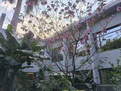 点击看大图 -宝生月子中心(独栋园林·福田店)