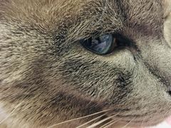 -纳吉亚猫专科动物诊疗中心(蒋宅口分院)