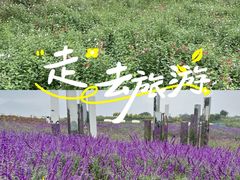 -空港花田景区