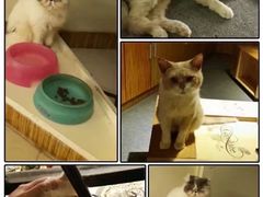 -more than meow吴止猫主题餐厅(承德 中船汇店)